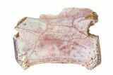 Triassic Fossil Avemetatarsalian (Dromomeron) Vertebra - Texas #322742-1
